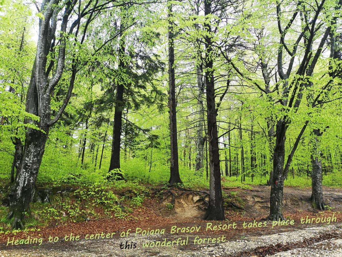 The Evergreen Nest - Silver Mountain 포이아나브라소프 외부 사진